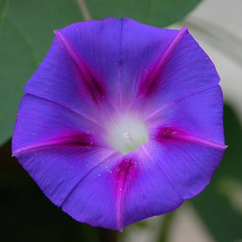 Graines de Ipomée Pourpre Ipomoea Purpurea à floraison estivale abondante