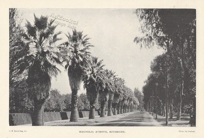 1899 Riverside CA Magnolia Ave Horse-Drawn Carriage & Trolley Tracks Print Image