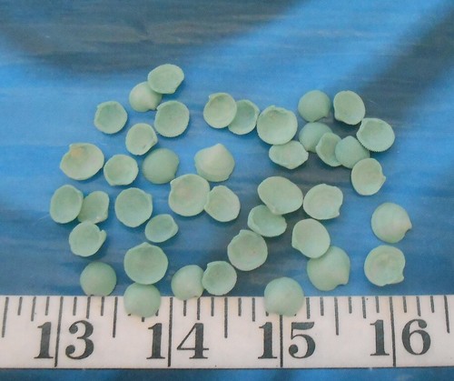 ~ Lucine Cup Shells ~ Vintage ~ 40+ ~ "MEDIUM* ~ Teal/Sage Green ~ Shellcraft ~ - Picture 4 of 5