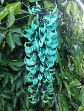 Rare Blue Jade Vine Plant Strongylodon macrobotrys-3 cuttings