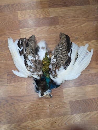 PP10 Pied Blue Indy  Peacock Cock Feathers Tail Skin Pelt