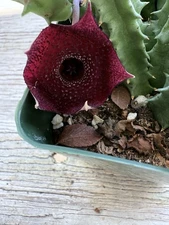 Huernia x 'Spiny Norman' Lovely 🥰