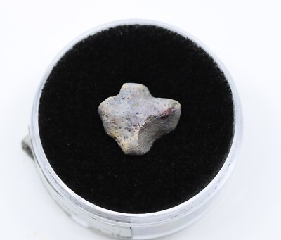 Pelycosaur Fossil Phalanx Toe Bone Permian Belle Plain Texas TX COA 5765