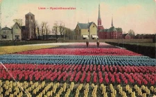 Hyacinth Flower Fields vintage Postcard beautiful color town farm church house