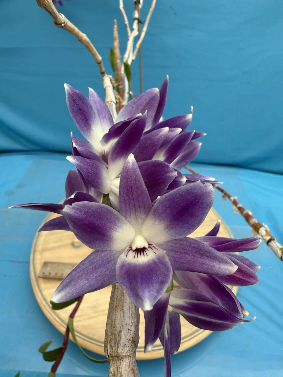 Las mejores ofertas en Orquídeas Dendrobium subtropical | eBay