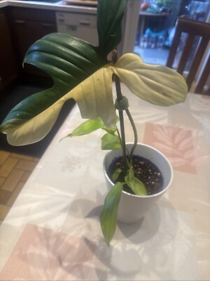 Florida Beauty Variegata Etablierte Pflanze 