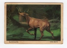 Cereal Foods Australia - Prehistoric Beasts #35 Meiolania (Horned Turtle)