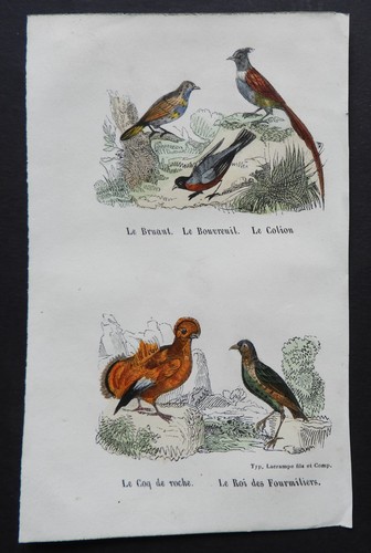 BUFFON début 19ème - Gravure couleurs OISEAUX : Bruant, Bouvreuil... - Foto 1 di 2