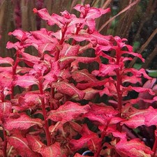 3 Stems Ludwigia Senegalensis live aquarium plants beautiful  FREE S/H Rare 