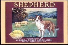 Modern Postcard: Repro of FRUIT CRATE LABEL - 'Shepherd' Brand (Sheep Dog)