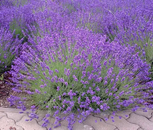 ENGLISH LAVENDER Lavandula Angustifolia - 1,000 Bulk Seeds