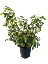 Arbacola Schefflera Tree Bush, 3 Gallon Grower Pot, Live Plant 3 feet tall