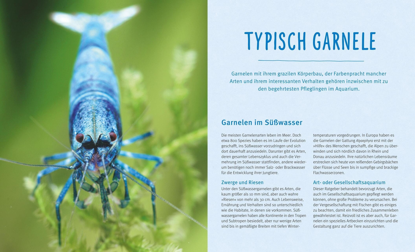 Thumbnail - Reinhard Pekny Süßwasser-garnelen