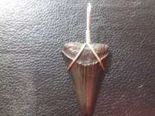 1.96 Beautiful Great White Shark Tooth Pendant w Jeweler Silver Wire Hand Wrap