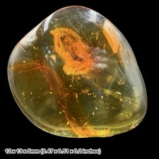Baltic Amber Fossil Leafhopper Cicadellidae Eocene Insect Inclusion Genuine
