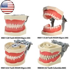 US Dental Typodont Teeth Model fit Kilgore Nissin 200/500 Columbia 860 Type