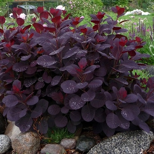 Cotinus coggygria Royal Purple Smoke Bush Deciduous Shrub Hardy Plant in Pot - Picture 2 of 15