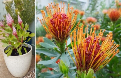 Zuckerbusch exotische Pflanzen Samen seltene Garten Sämereien Saatgut