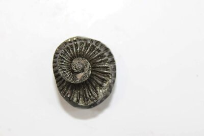  Natural Swarna Kamal Sudarshan Shaligram Origin Gandaki River Nepal 1.15 Inches