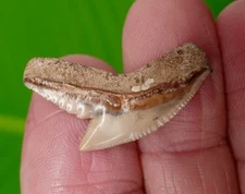 Tiger Shark Tooth - BONE VALLEY , FL.  1.22 "Xtra WIDE  FOSSIL 