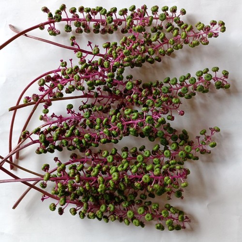 Japanese Semi-Dried Phytolacca Americana Branches Lot 11pcs Natural Craft