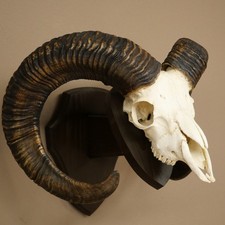 Mufflon (Ovis gmelini musimon) Widder Geweih Sch&auml;deltroph&auml;e HL 69 cm 82.1.135