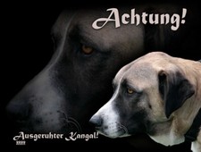 KANGAL Anatolischer Hirtenhund SCHILD Metall Alu-Dibond Hundeschild NEU #1