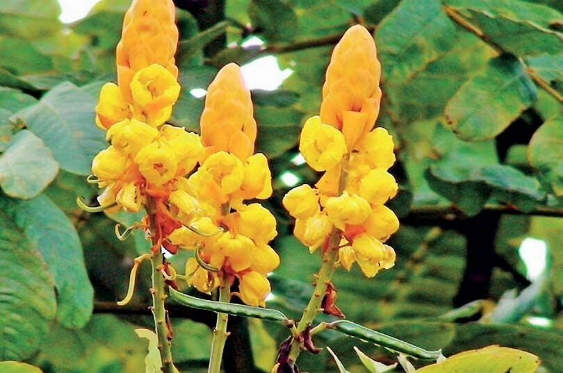 Semi Di Cassia Alata, Cespuglio Di Candela, Arbusto Della Tigna - Foto 3