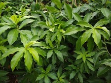 Insulin Plant Leaf Powder Costus Igneus Organic For Diabetic Patients Thebu