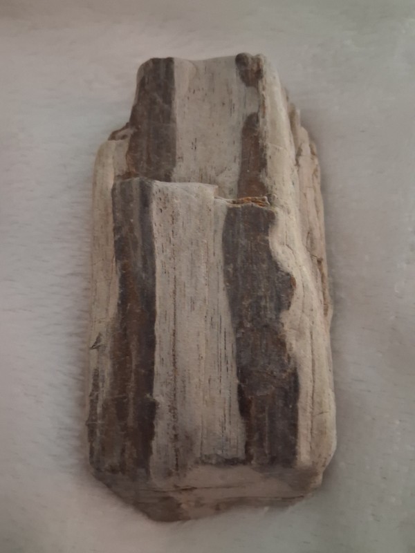 Rare Petrified Wood-Pattern