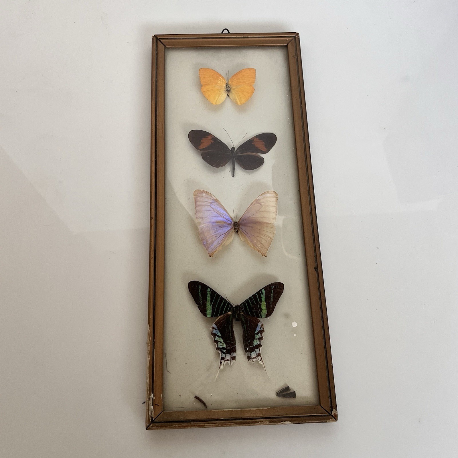 Quadro con Farfalle Vere Tassidermia Vintage Entomologia Decorazione Naturale