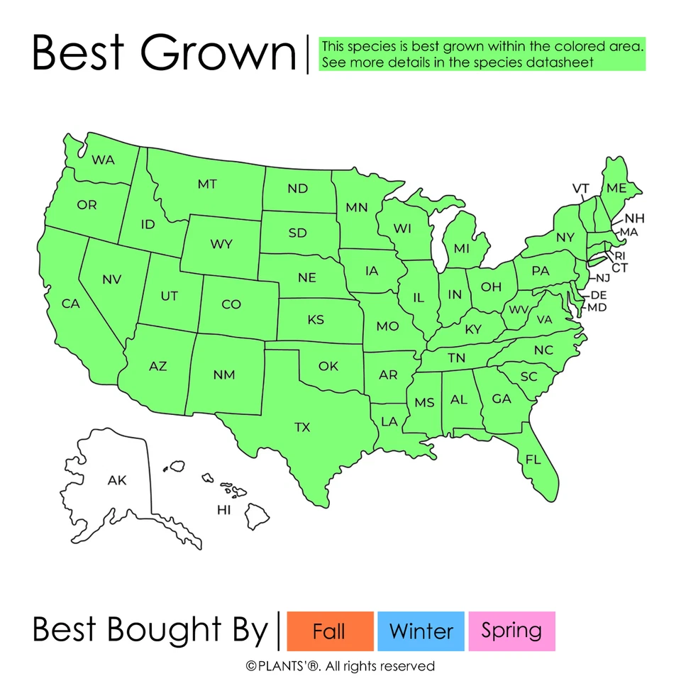 Northern Bald Cypress Tree | Premium Seeds | Taxodium distichum 'Fall' | Plants' - Image 3 of 4