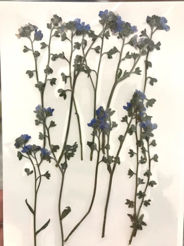 Dried Pressed Flowers Natural Epoxy Resin Candle Nail Art Scrapbooking Craft AU - Picture 207 of 210