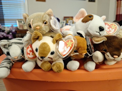 Ty Beanie Baby Katzen Menge (5) Plüsch Sammlerstücke alle mit Etikett & Bonus Butch