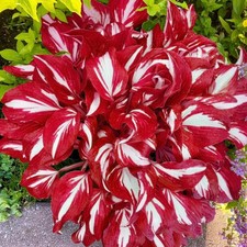 Red and White Hosta Seeds for Planting, 200PCS Rare Colored Perennial Flower