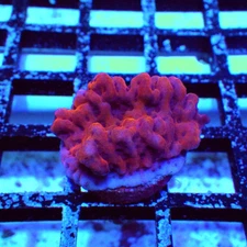 WYSIWYG - REx Crazy T Monti