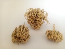 Flower Of Maryam Chaste Tree Herbs Palm Of Mary 100g