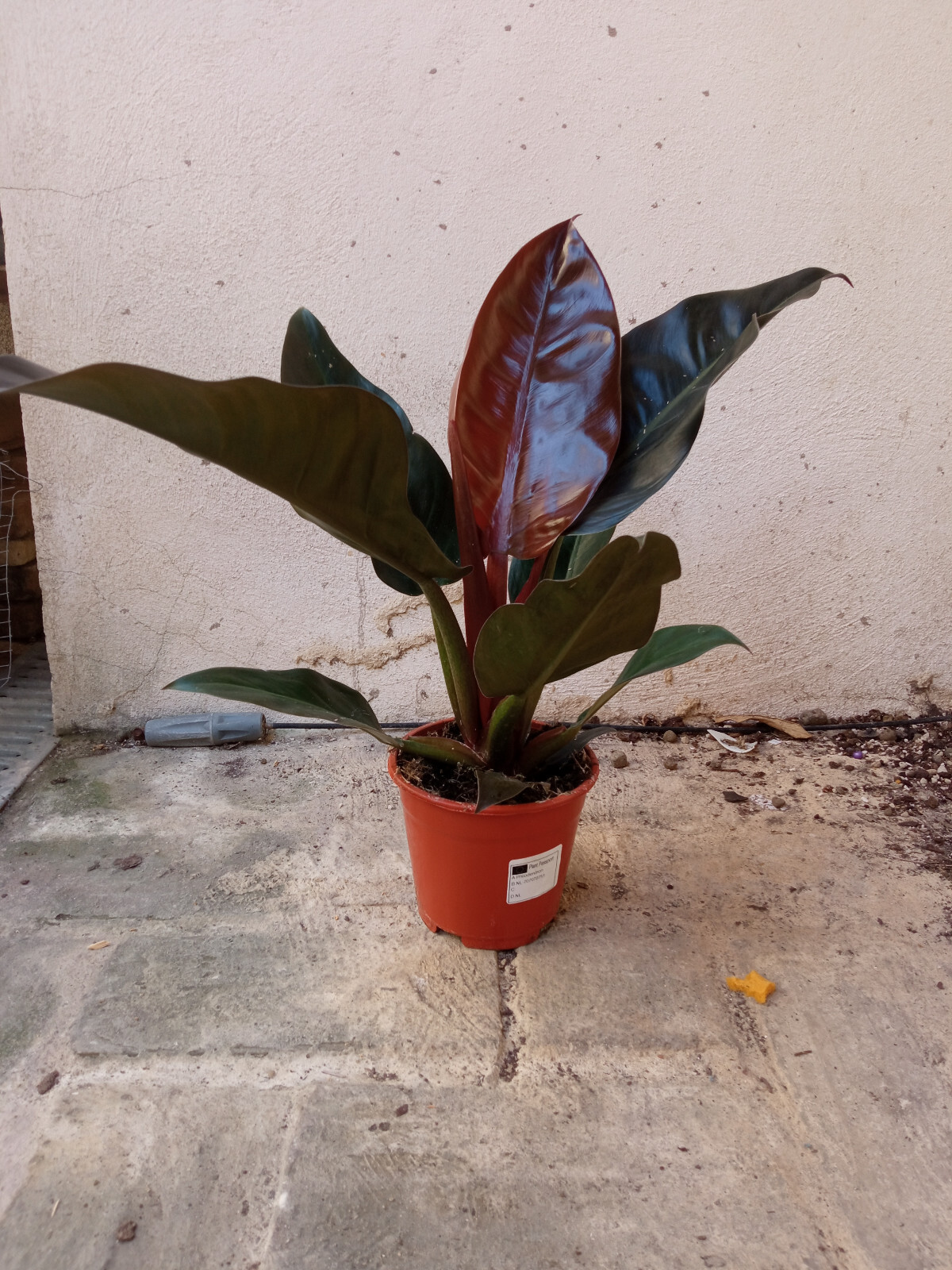 Philodendron de hoja ROJA IMPERIAL Planta Ø14 cm 40 cm altura Planta de interior