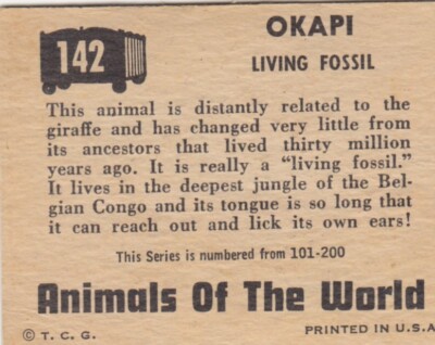 TOPPS (1951) ANIMALS OF THE WORLD - #142 Okapi