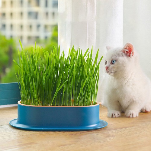 Cat Grass Cultivation Kit Catnip Planting Box Cat Grass Growing Box with Seeds - Picture 2 of 11