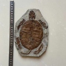Real Turtle Fossil Rare Chinese Best Triassic Keichousaurus Collection