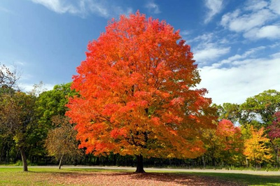 #ad #ad Northern Sugar Maple Tree Seeds Acer saccharum Fall Color Cold Hardy to Zone 3 $26.95