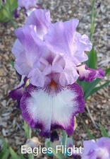 Tall Bearded Iris Rhizome ~ "EAGLE'S FLIGHT" ~ Fresh and Healthy