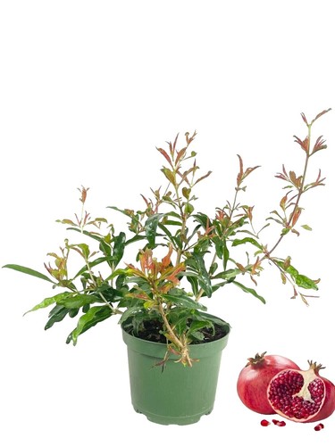 Piper betel BETEL LEAF Herb Seeds! | eBay