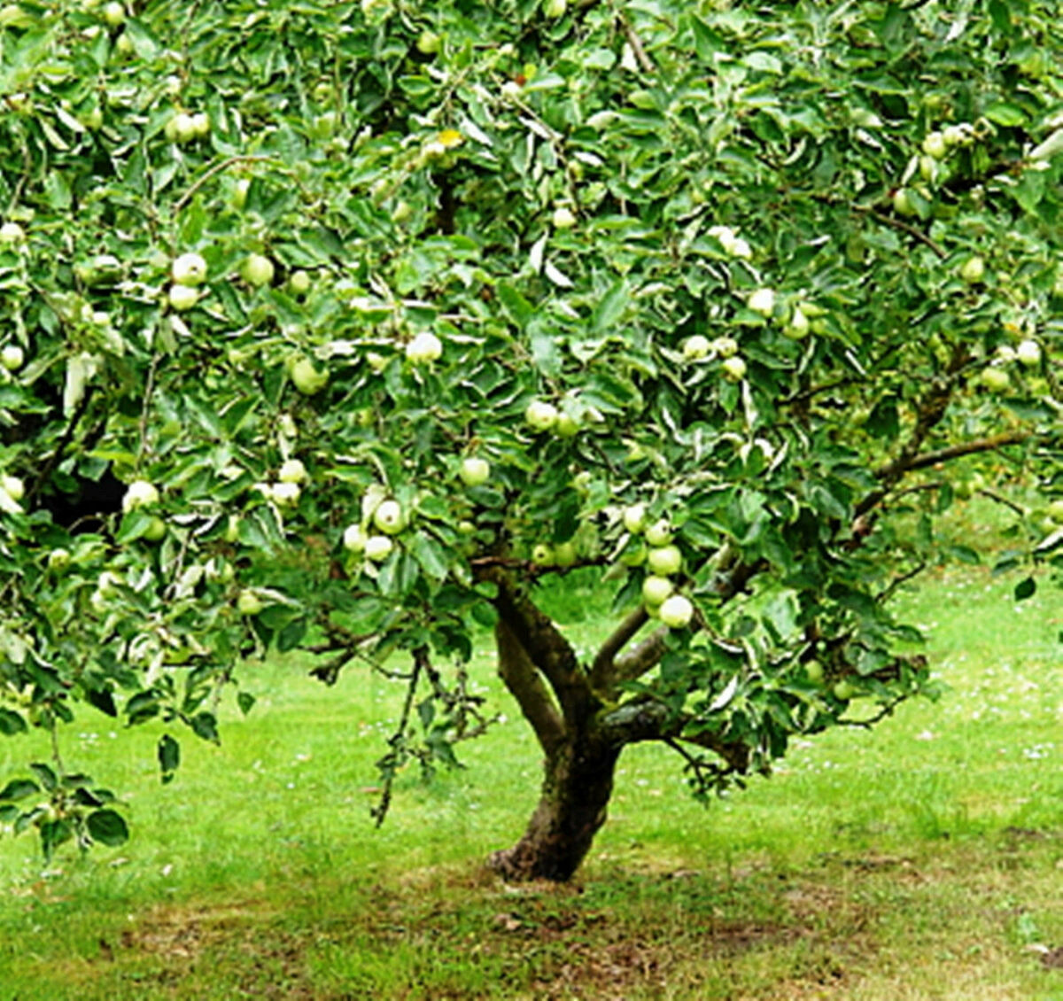 Granny Smith Apple Tree