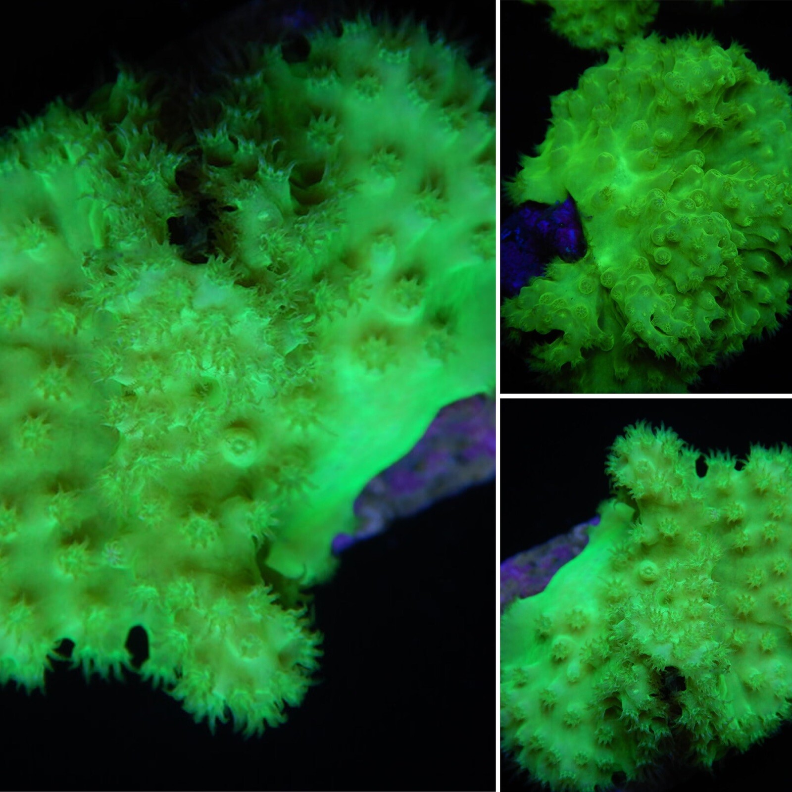 Sinularia Rara Verde Fluo Hulk Frag - Coralli Acquario Marino