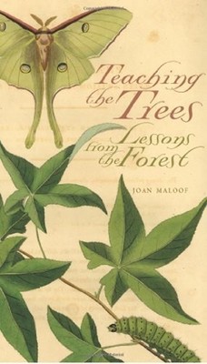 Teaching the Trees : Lessons from the Forest Hardcover Joan Maloo