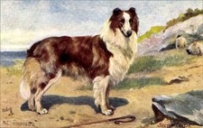 Künstler PC Scotch Collie - 11181434