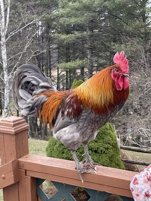 12 fertile hatching chicken eggs - Beautiful Barnyard Mix