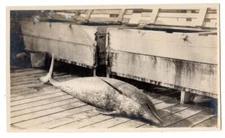 vintage RPPC of dead dolphin or porpoise on boat or dock,Trenton,NJ. to Tampa,Fl